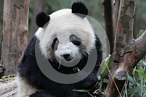 Close-up Panda`s Fluffy Face, Chengdu , China photo