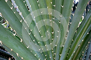 Pandanus odoratissimus or pine thorny green plant photo