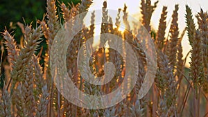 Close-up and panned shot of plump ripe wheat in golden sunset