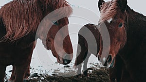 Close up panning shot of faces of Icelandic horses