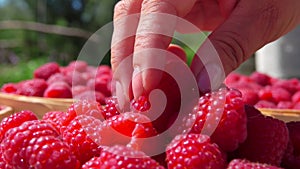 Close-up panorama of female hand taking a juicy appetizing raspberry from basket