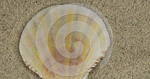 Close-up. Panorama of a seashell lying on the sand. Top view