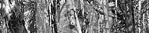 Close up panorama of textural vertical copse of trees in rainforest