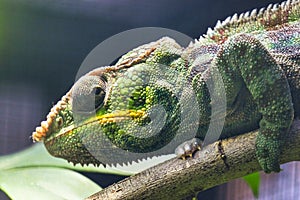 Close-up of a Panther Chameleon, Furcifer Pardalis. Chester zoo, United Kingdom.