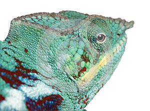 Close-up of Panther Chameleon Nosy Be