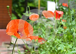 A close up on papaver rhoeas, common corn poppy, field red poppy flowers blooming in the backyard of the house in summer