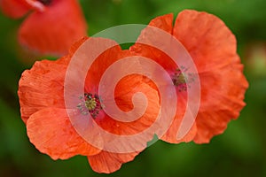 Close up of Papaver tenuifolium flowers on a meadow