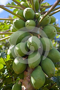 Close up of papaya fruits on the tree