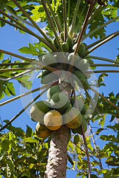 Close up of papaya fruits on the tree