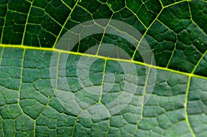 Close up of papaya leaf veins make pattern and texture