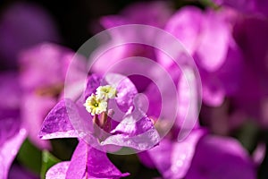 Close up of Paper flowers or Bougainvillea in the garden