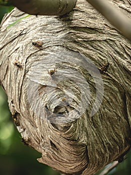 Da vicino vespa colonia foresta un albero 