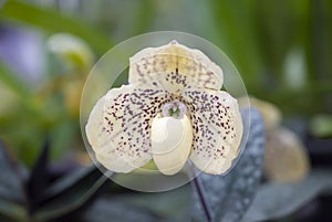 Close-up of Paphiopedilum godefroyae orchid on green leaves background.