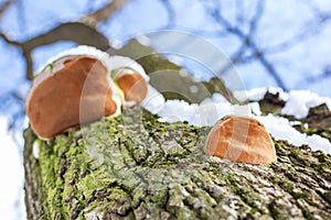 Close-up parasit mushroom on bar of oak tree. Bottom view. Blue sky on a background photo