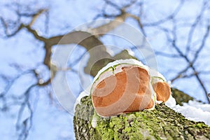 Close-up parasit mushroom on bar of oak tree. Bottom view. Blue sky on a background