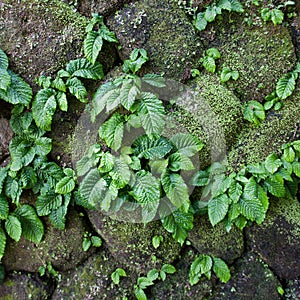 Close up parasite plant on stone wall