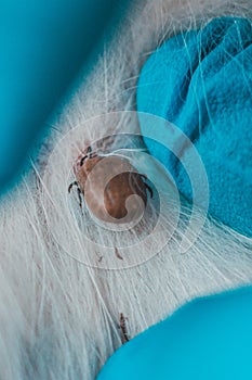 Close-up of a parasite on the skin of a pet. The veterinarian removes the encephalitis mite from the skin of a sick purebred dog