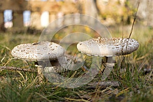 Close-up of a parasol mushroom (Macrolepiota procera or Lepiota procera) with blurry