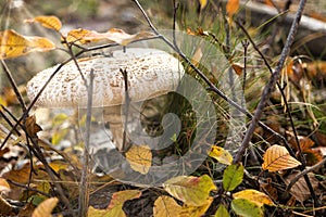 Close-up of a parasol mushroom (Macrolepiota procera or Lepiota procera) with blurry background