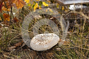 Close-up of a parasol mushroom (Macrolepiota procera or Lepiota procera) with blurry background