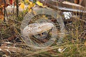 Close-up of a parasol mushroom (Macrolepiota procera or Lepiota procera) with blurry background