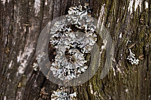 Close-up parmeliopsis and moss on bark of tree