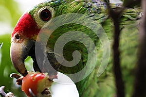 Close up of a parrot eating