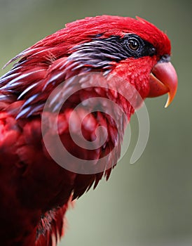 Close-up of Parrot in Kuala Lumpur Bird Park, Malaysia.