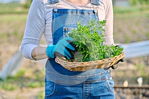 Close-up parsley herb in wicker bowl in hands of woman, vegetable garden background