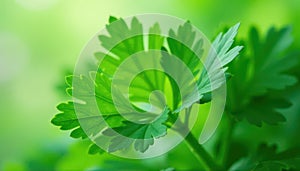 Close up of parsley s delicate, repeating leaf structure , leaf, spring, botanical