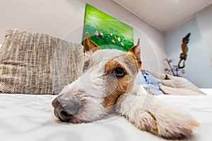 Close up of a Parson Russell Terrier lying on a couch