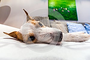 Close up of a Parson Russell Terrier lying on a couch