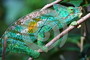 Close-up of Parson`s chameleon of Madagascar photo