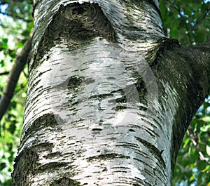 Close-up part of Birch tree trunk in forest. White and black burk of Birch tree