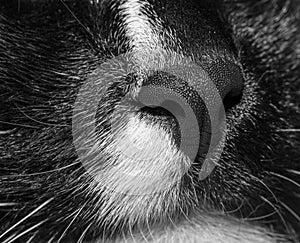 Close-up part of muzzle of black and white cat. Black and white photo.