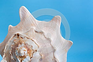 Part of one big textured seashell on blue background.