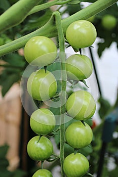 Close up of part of a truss of green tomatoes