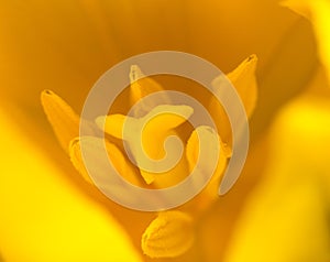 Close up of part of tulip flower