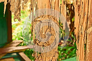 Close up part of a wood decay