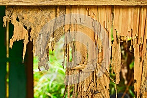 Close up part of a wood decay