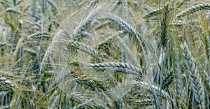 Close - up of the part of young green growing barley field