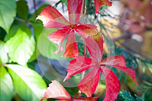 Close up of parthenocissus quinquefolia in autumn