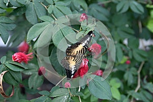 Close up of a Parthenos sylvia lilacinus butterfly with wings open resting on a flower of a Calliandra plant