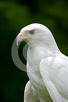 Close up of a partial albinism Red Tailed Hawk
