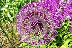 Close-up Partial Photo of Purple Allium Blossom