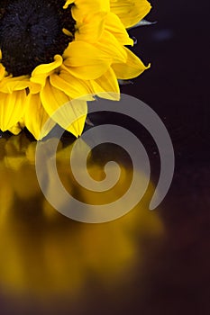 Close up of a Partial sunflower and it`s reflection on a dark table