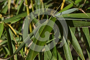 Close-up of a particular variety of bamboo called Fargesia rufa