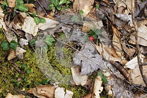 Close up of a Partridge berry