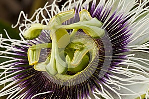 Close up of passiflora caerulea