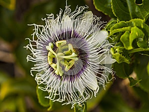 Close up of passiflora caerulea